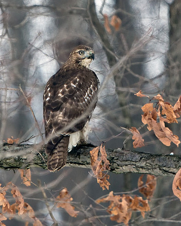 Red-tailed Hawk