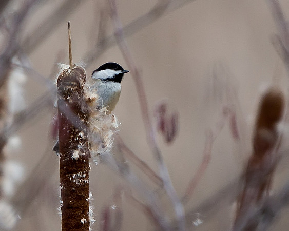 Black-capped Chickadee