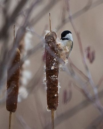 Black-capped Chickadee