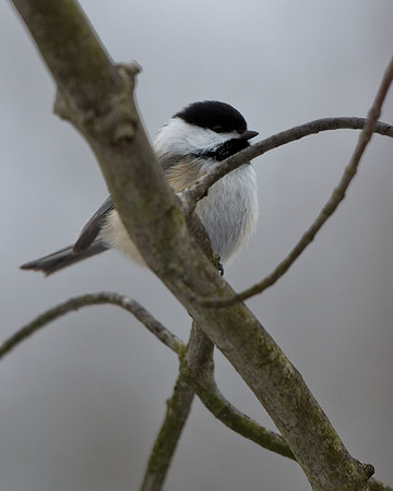 Black-capped Chickadee