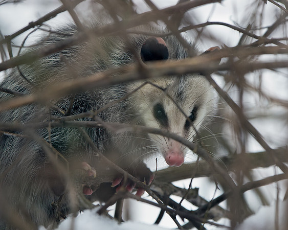 Opossum
