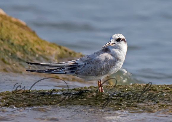 Common Tern