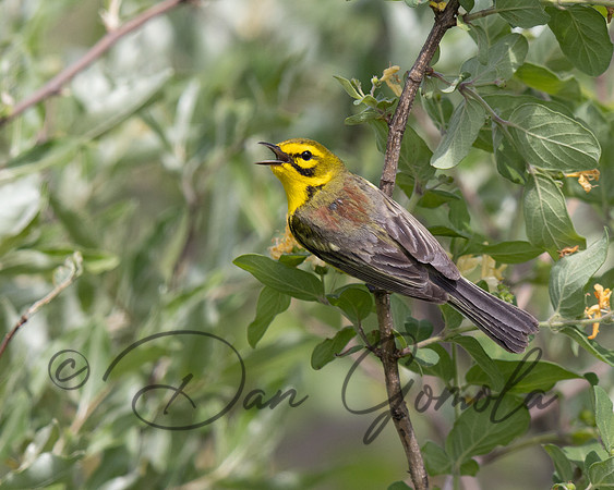 Prairie Warbler