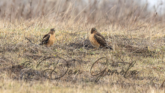 Northern Harrier