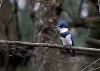 Belted Kingfisher
