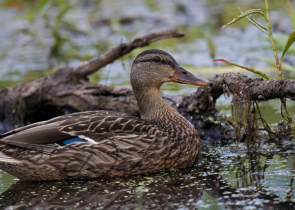 Mallard Duck