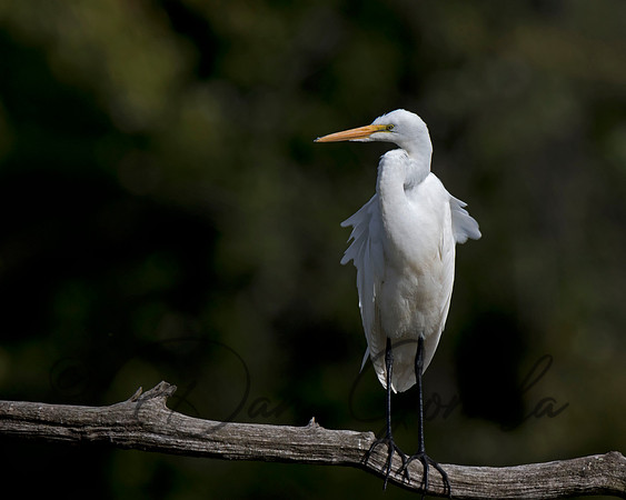 Great Egret