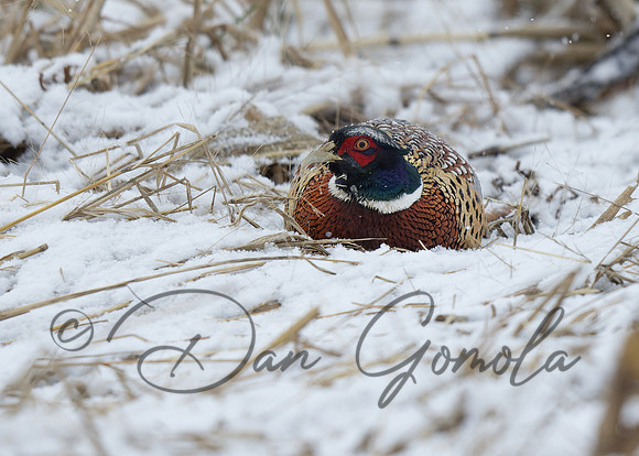 Ring-necked Pheasant
