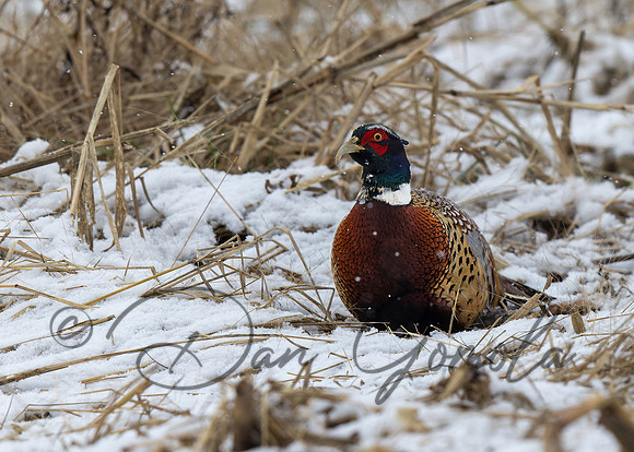 Ring-necked Pheasant