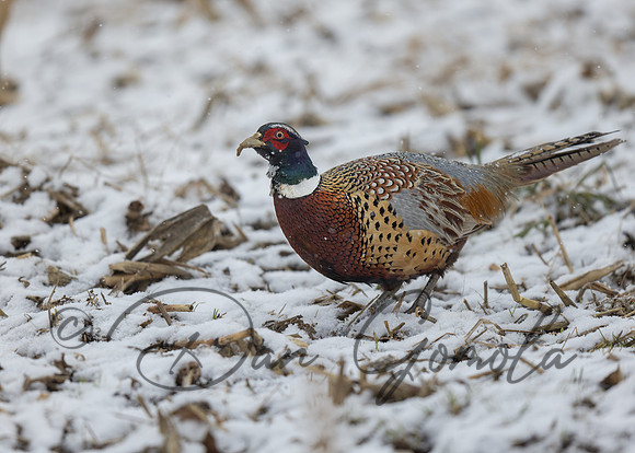 Ring-necked Pheasant