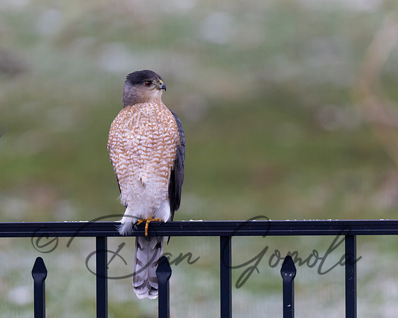 Coopers Hawk