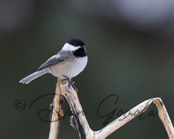 Black-capped Chickadee