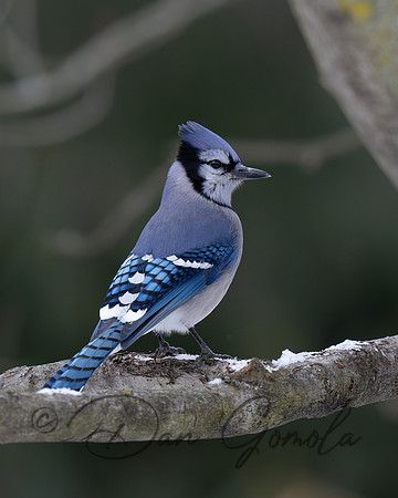 Blue Jay
