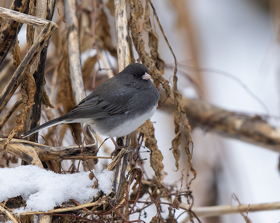 Dark-eyed Junco