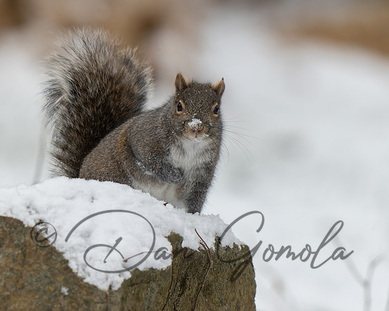 Eastern Gray Squirrel