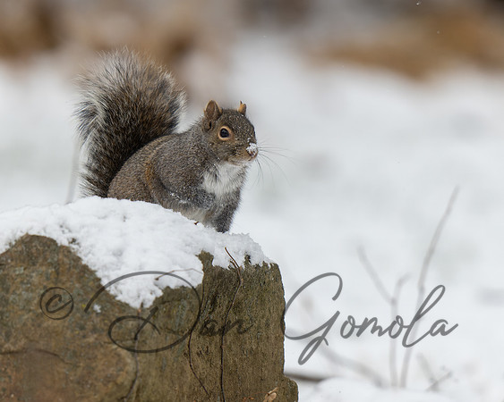 Eastern Gray Squirrel