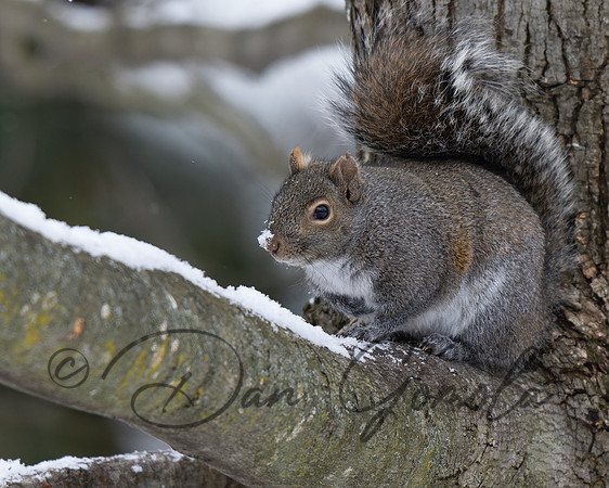 Eastern Gray Squirrel