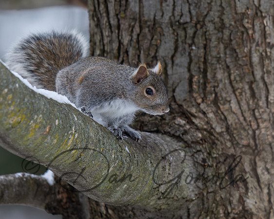 Eastern Gray Squirrel