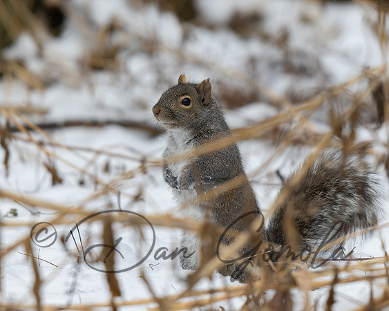 Eastern Gray Squirrel