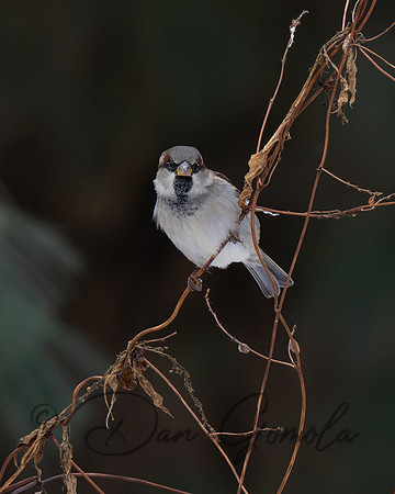 House Sparrow