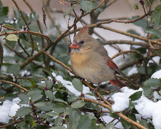 Northern Cardinal