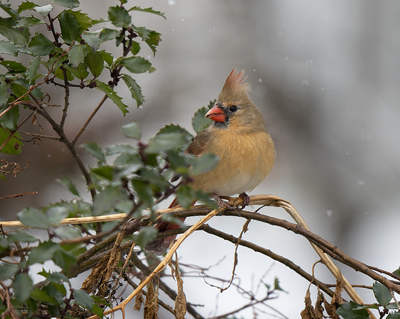 Northern Cardinal