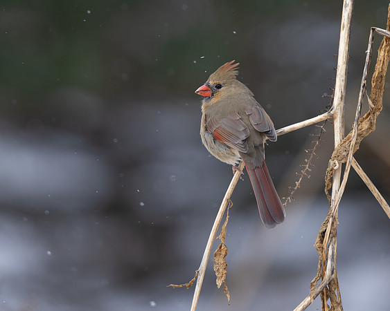 Northern Cardinal
