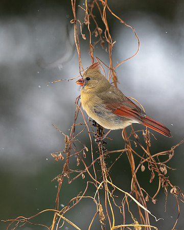 Northern Cardinal