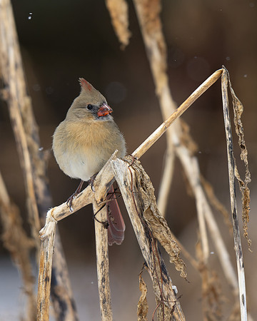 Northern Cardinal