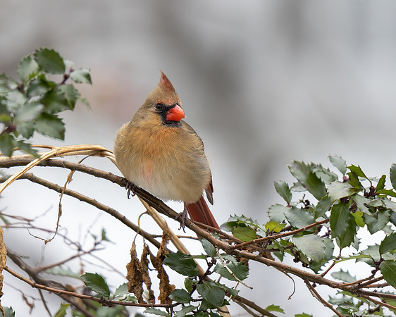 Northern Cardinal