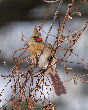 Northern Cardinal