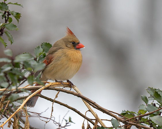 Northern Cardinal