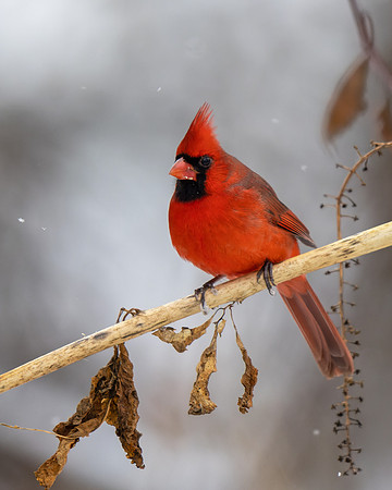 Northern Cardinal