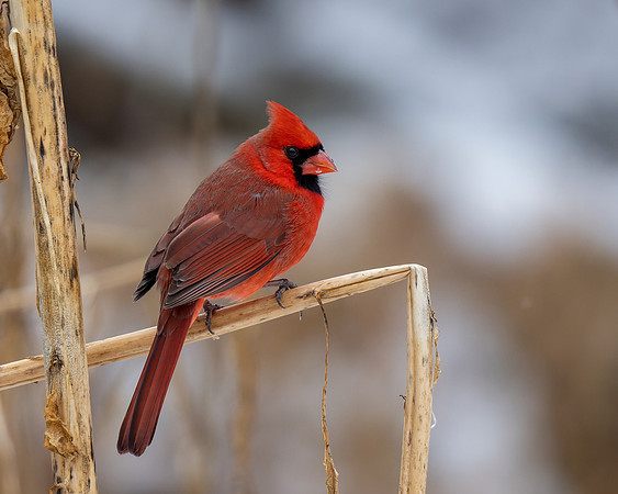 Northern Cardinal