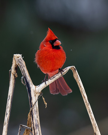 Northern Cardinal