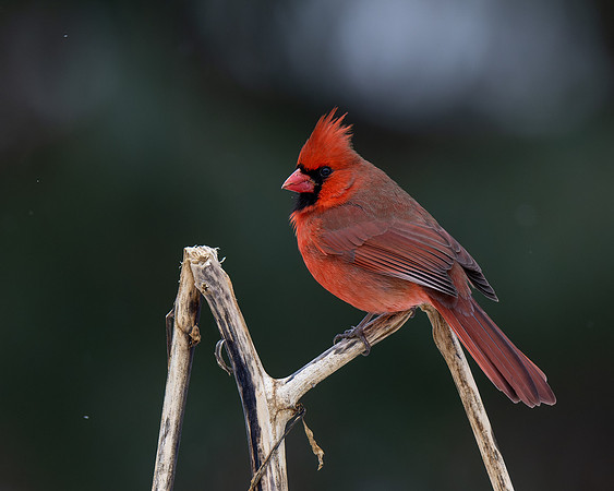 Northern Cardinal
