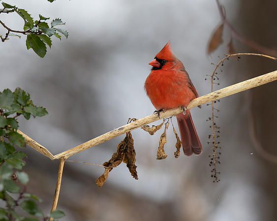 Northern Cardinal