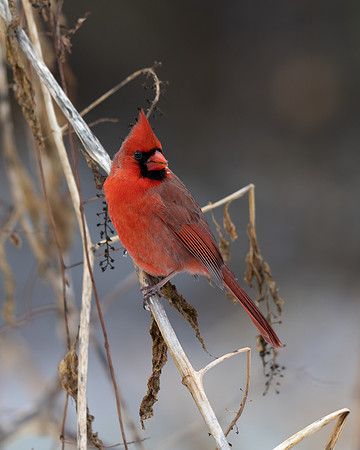 Northern Cardinal