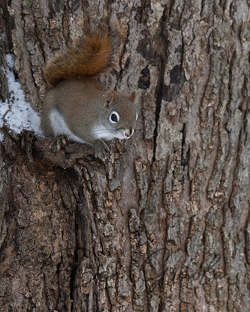Red Squirrel