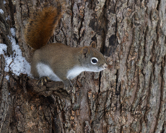 Red Squirrel