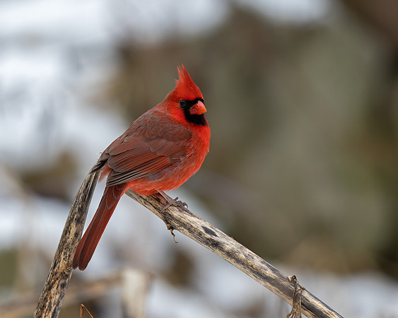 Northern Cardinal