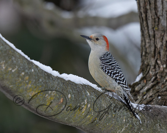 Red-bellied Woodpecker