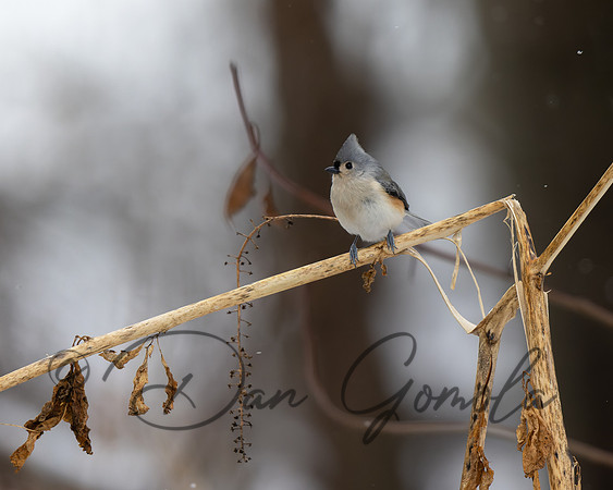 Tufted Titmouse