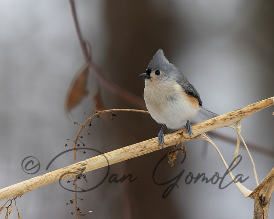 Tufted Titmouse
