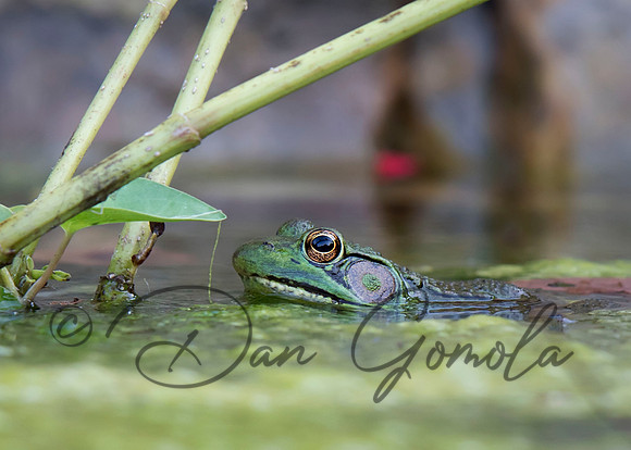 American Bullfrog