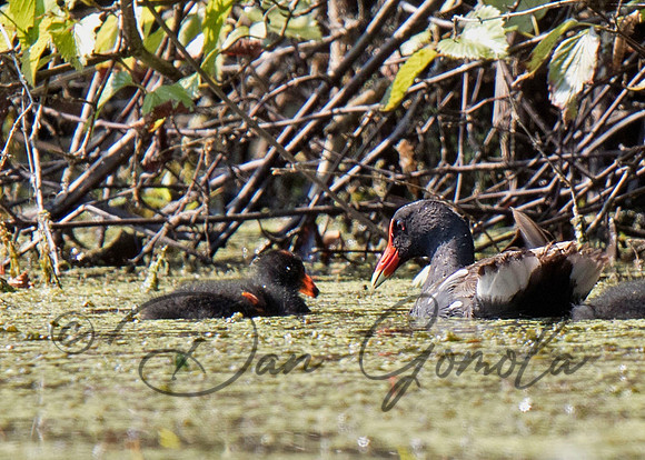 Common Gallinule