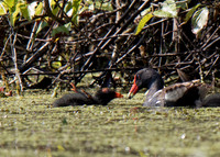 Common Gallinule