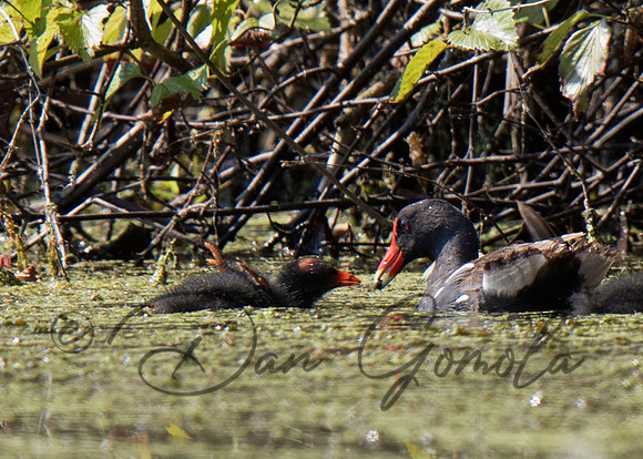 Common Gallinule