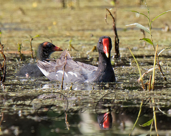 Common Gallinule