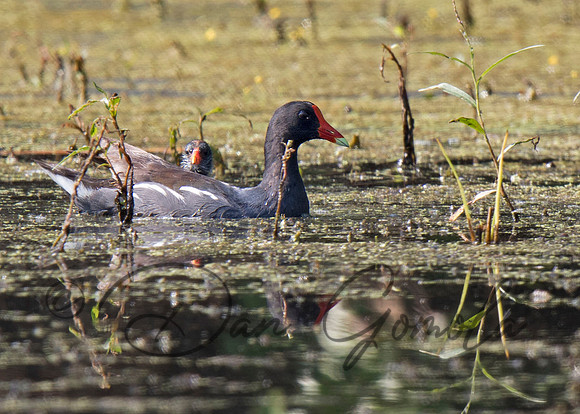 Common Gallinule